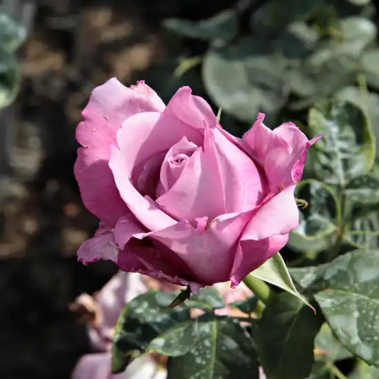 Violet - Trandafiri - Charles de Gaulle® - 